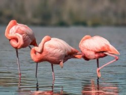 santa cruz, flamingos
