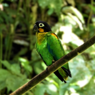 Orange winged parrot (2)