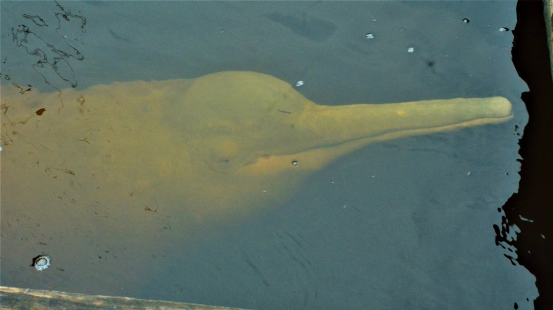 pink-river-dolphin-4.jpg